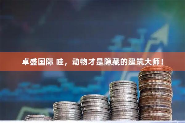 卓盛国际 哇，动物才是隐藏的建筑大师！