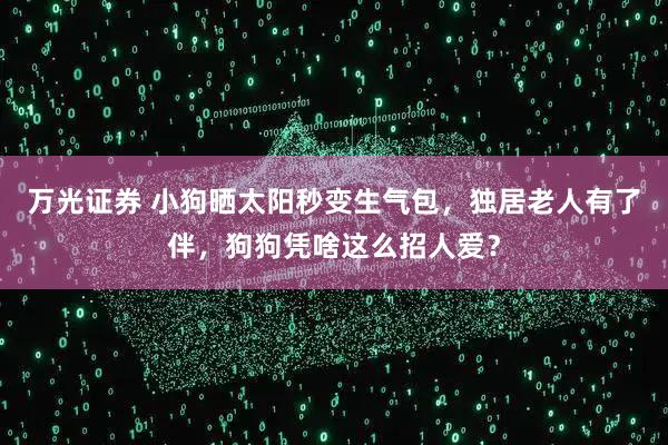 万光证券 小狗晒太阳秒变生气包，独居老人有了伴，狗狗凭啥这么招人爱？